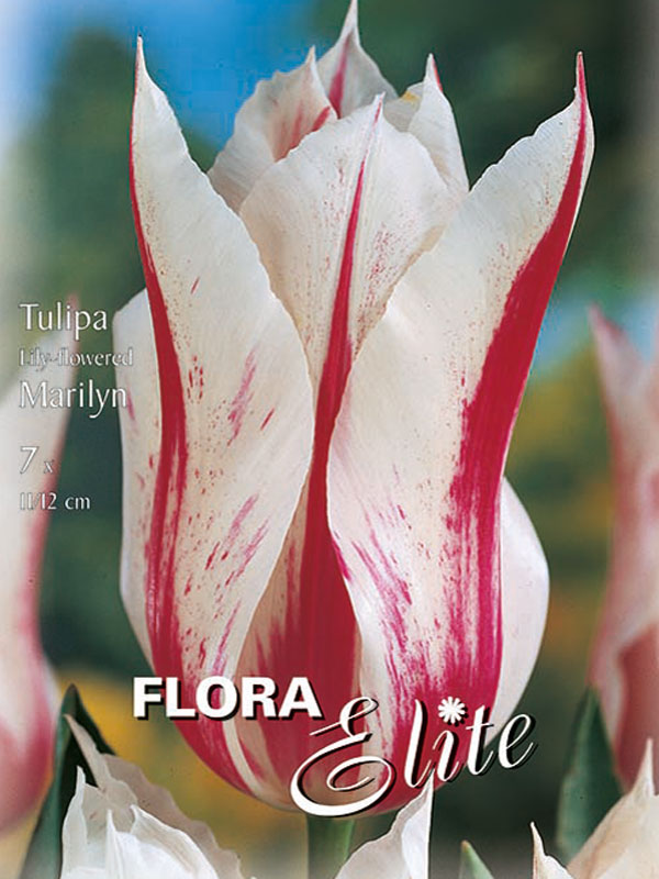 Lilienblütige Tulpe Marylin weiß mit roter Flamme