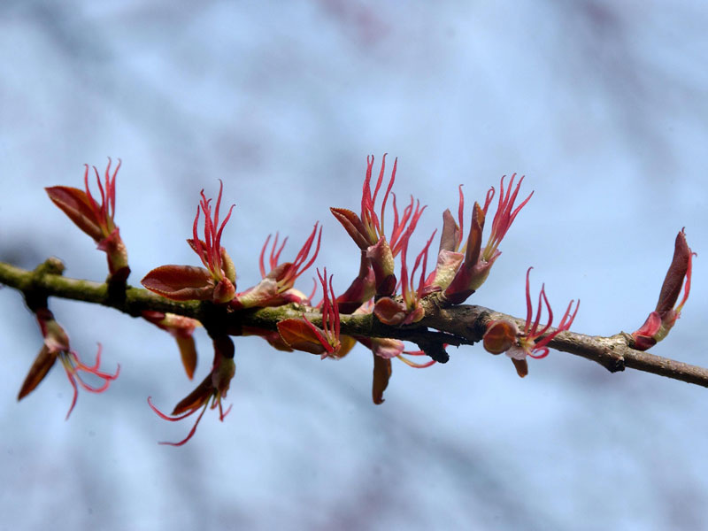 bluete-kuchenbaum Cercidiphyllum japonicum, Kuchenbaum