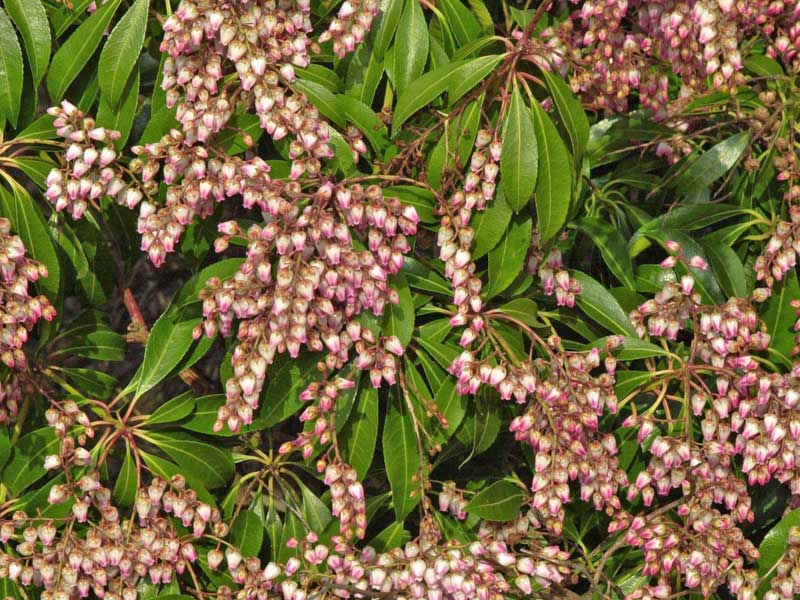 Blaetter und Blueten der Pieris japonica Valley Rose