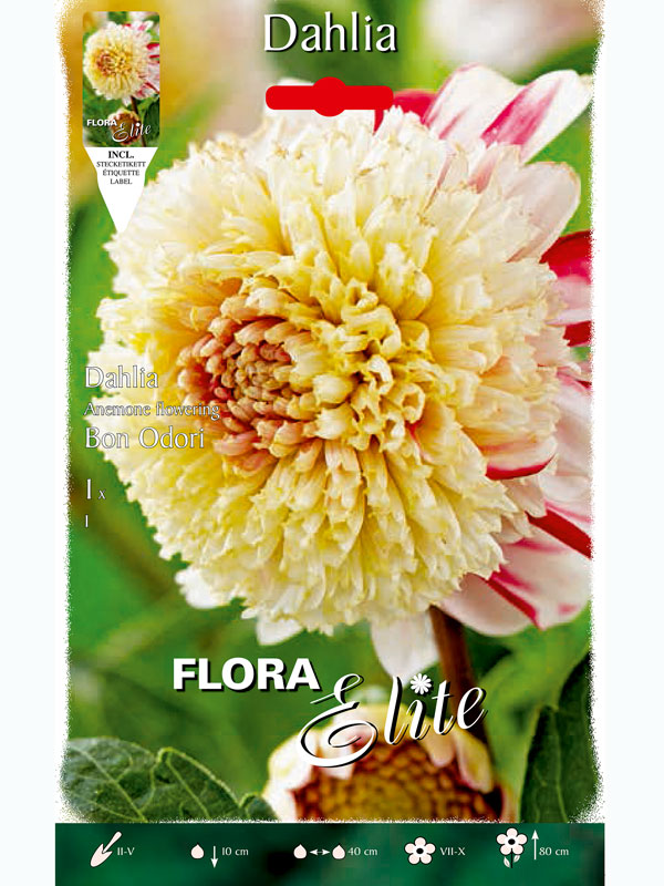 dahlie-bon-odori Anemonenblütige Dahlie 'Bon Odori', Dahlia (Art.Nr.5206340)