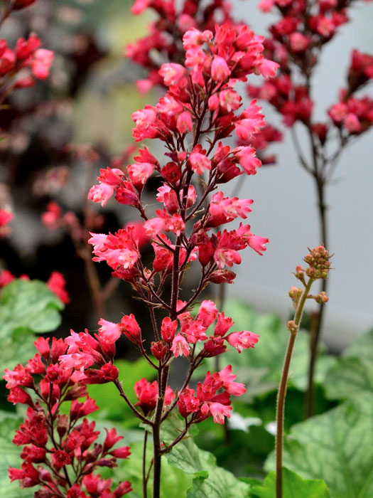 heuchera-paris Heuchera x cultorum 'Paris', Purpurglöckchen, Purpurblatt