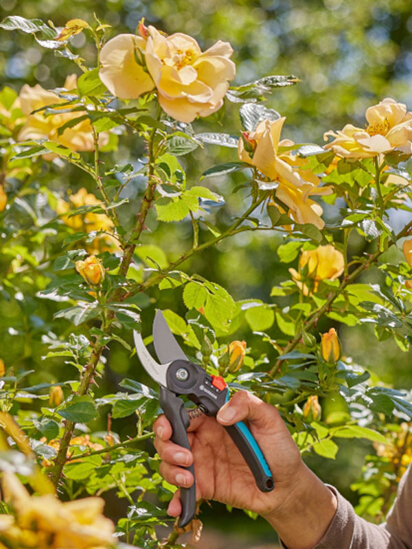 Anwendungsbeispiel der Gardena Gartenschere BS-M Rosenschnitt mit der Gardena Gartenschere BS-M