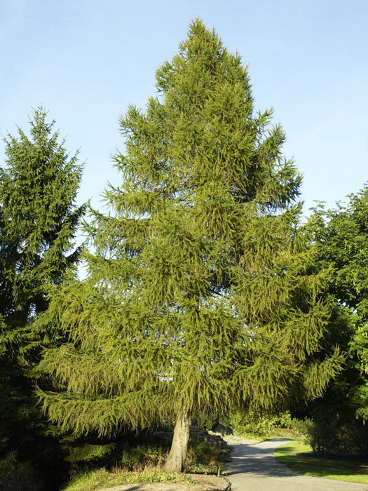 larix-decidua55599eaee47af Die ausgewachsene europäische Lärche