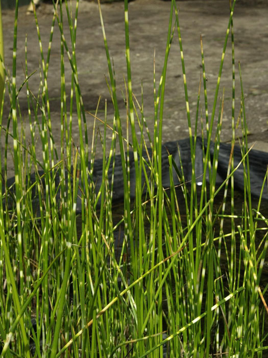 zebrasimse Scirpus tabernaemontani, Zebrinus, Zebrasimse