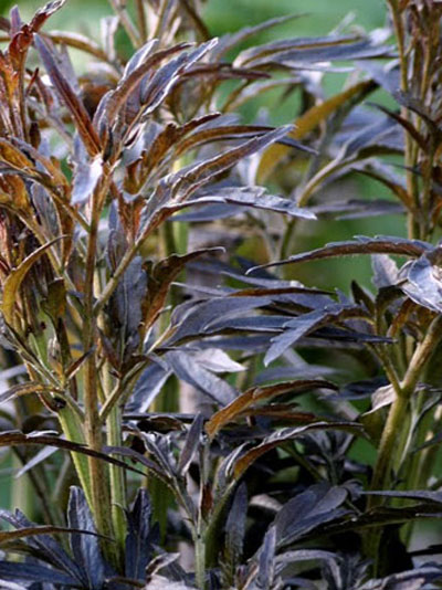 clematis_recta_purpurea2_79416_1