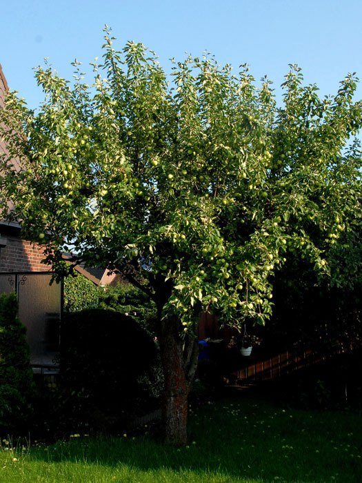 apfel-klarapfel55599c32e5039 Buschbaum