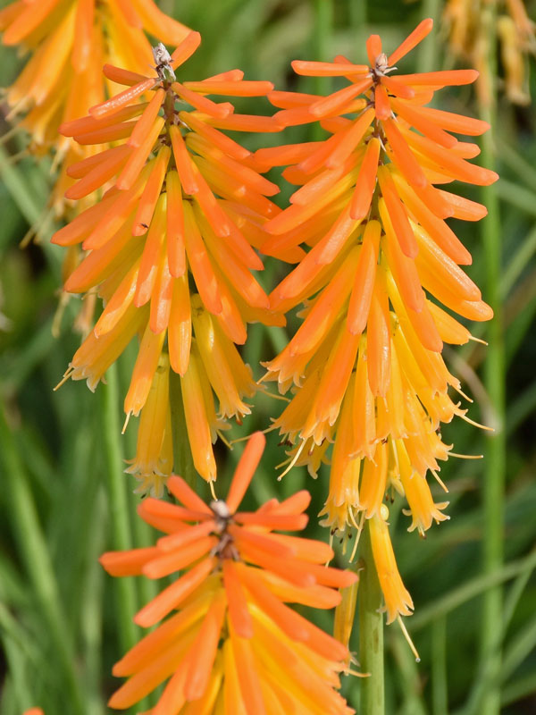 Nahaufnahme der gelb-orangefarbenen Blüten von Kniphofia 'Mango Popsicle' 