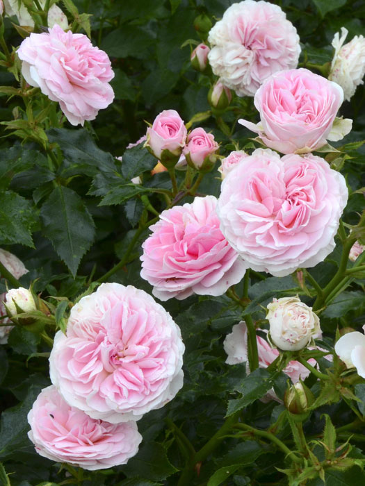 rose-larissa-gruppe Bodendeckerrose Larissa