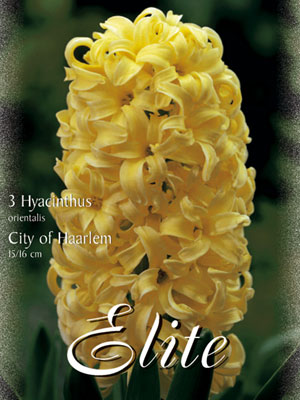 hyacinthus_city_of_haarlem Hyazinthe 'City of Haarlem' (Art.Nr. 595004)