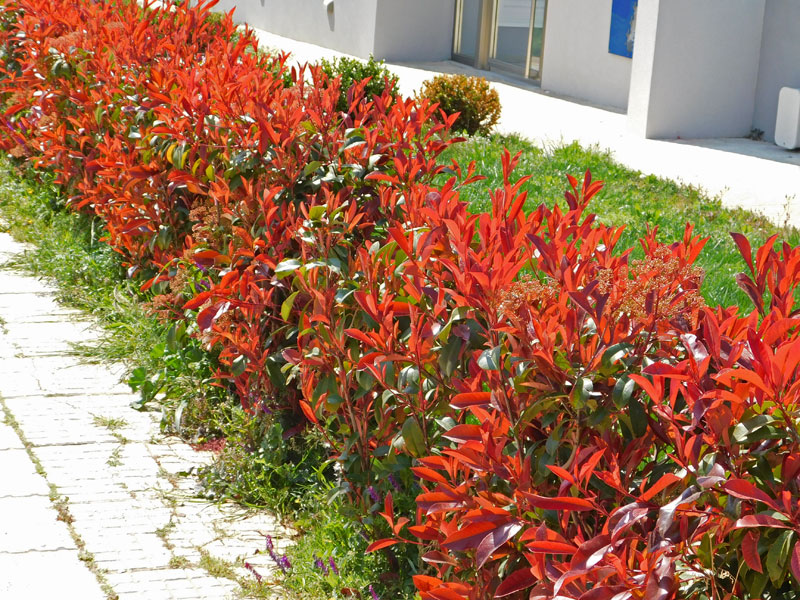 Photinia fraseri 'Devil's Dream', Rotlaubige Glanzmispel Photinia fraseri 'Devil's Dream', Rotlaubige Glanzmispel