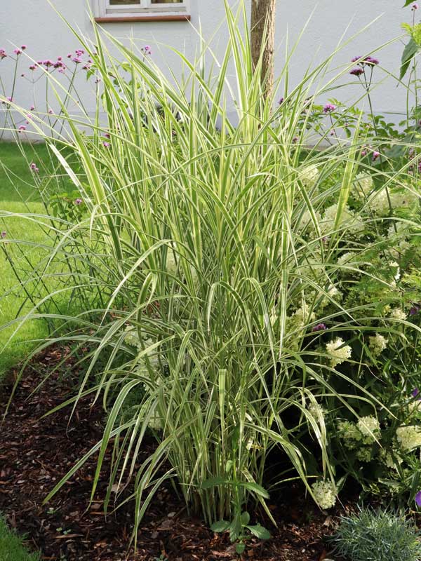 Miscanthus Variegatus im Beet