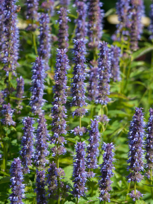 black-adder-agastache