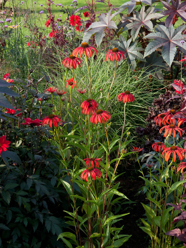scheinsonnenhut-tomato-soup Echinacea purpurea 'Tomato Soup', Scheinsonnenhut