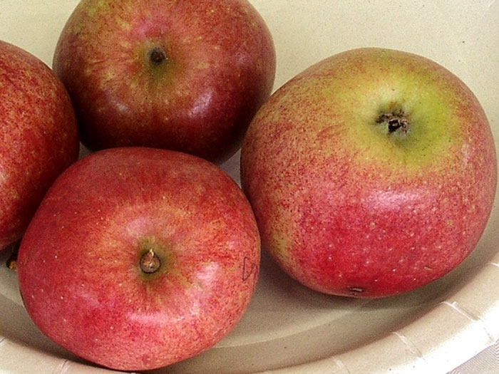 bohnapfel-apfel55599c342d724 Der Bohnapfel