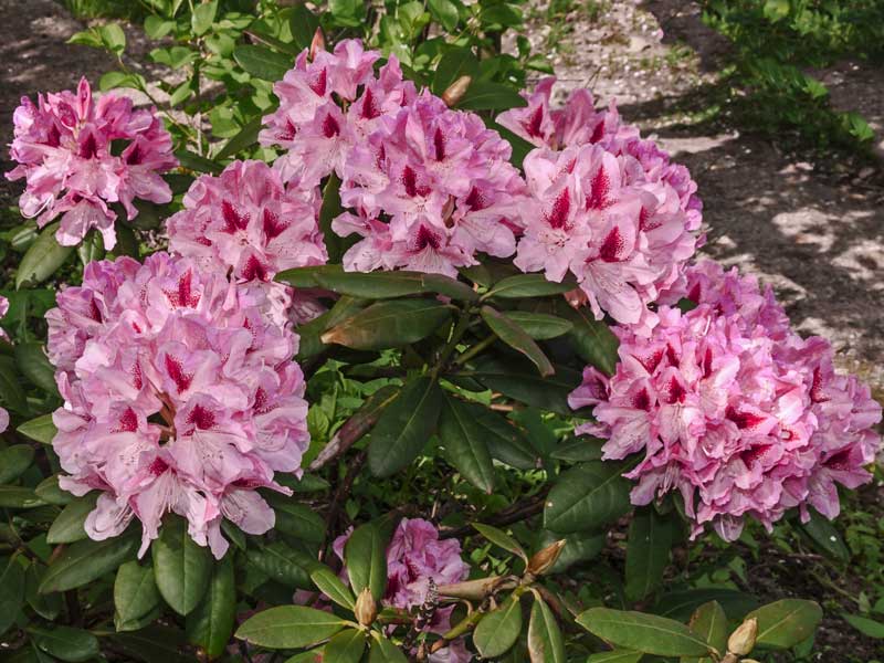 Rhododendron Cosmopolitan Strauch