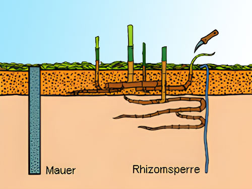Wurzelauslaeufer mit Rhizomsperre