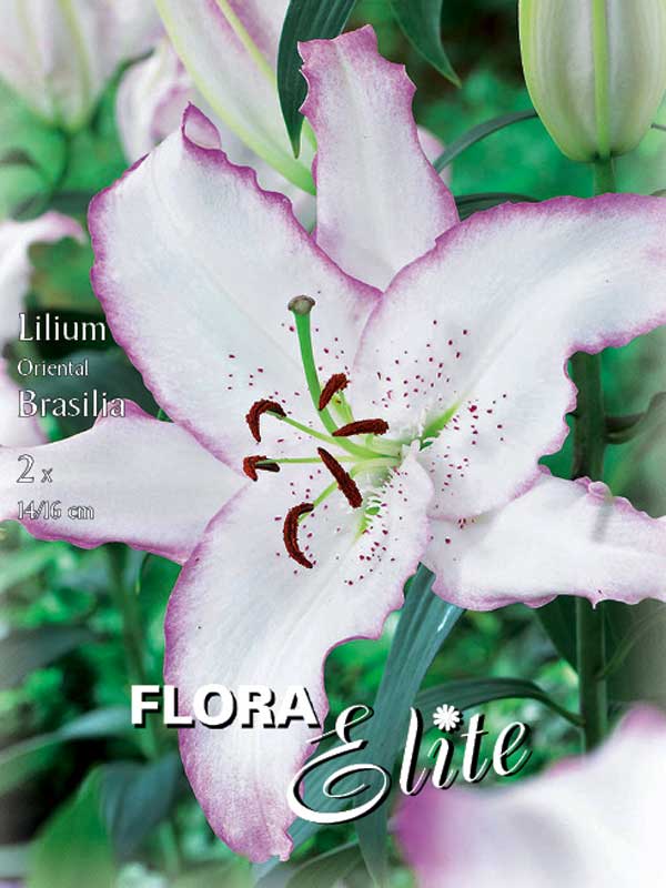 Orientalische Lilien-Hybride 'Brasilia'