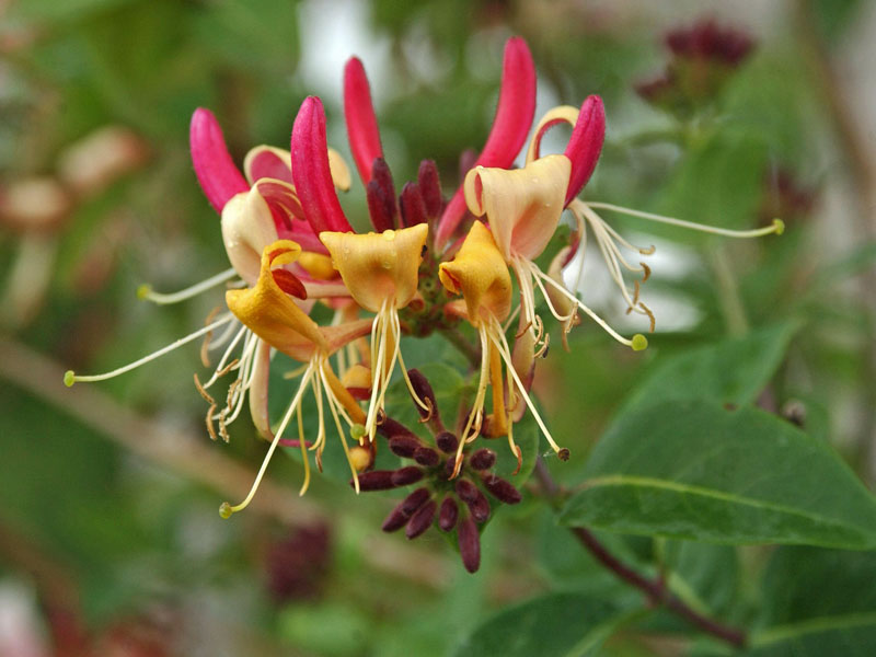 Nahaufnahme einer Bluete der Lonicera periclymenum Serotina