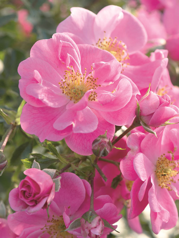 Bienenweide-R-Rosa-4 Bodendeckerrose 'Bienenweide-Rosa' ® - Tantau