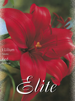 lilium_asiatic_red Asiatische Lilien-Hybride 'Rot' (Art.Nr. 597096)