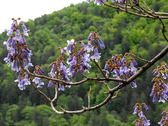 blauglockenbaum-bluete Paulownia tomentosa, Blauglockenbaum