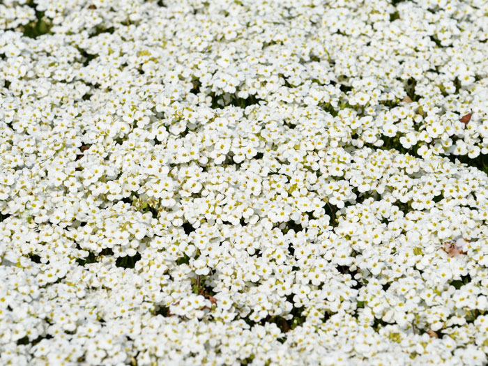 schneehaube-arabis Die Gänsekresse 'Schneehaube als flächiger Bodendecker
