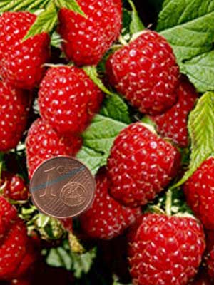 pokusa_himbeere_j1 Herbsthimbeere 'Pokusa' ®
