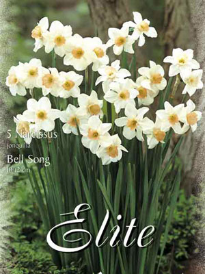 narcissus_bell_song Miniatur-Narzisse 'Bell Song' (Art.Nr. 596094)