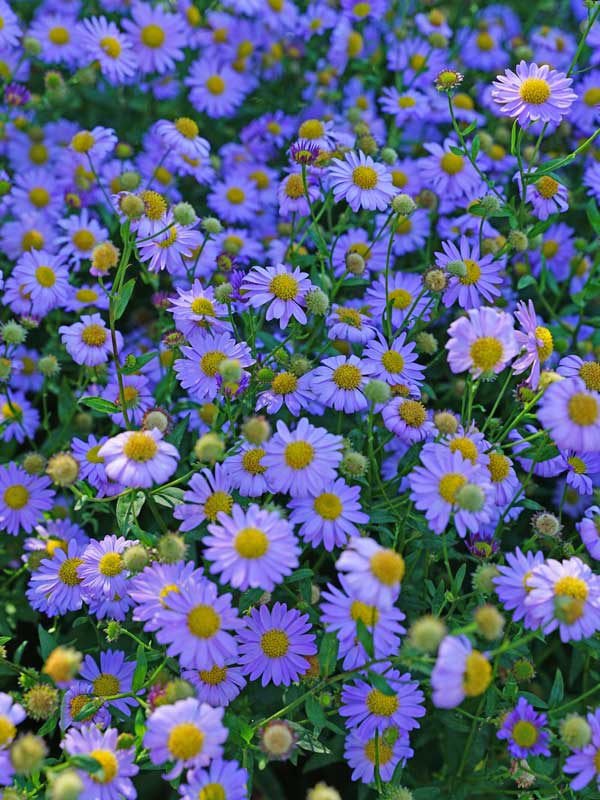 blauviolett farbene Blüten der Kalimeris 'Antonia'