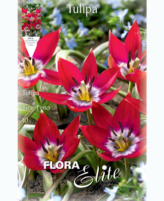 tulpe-tiny-timo Botanische Tulpe 'Tiny Timo' (Art.Nr. 5956850)