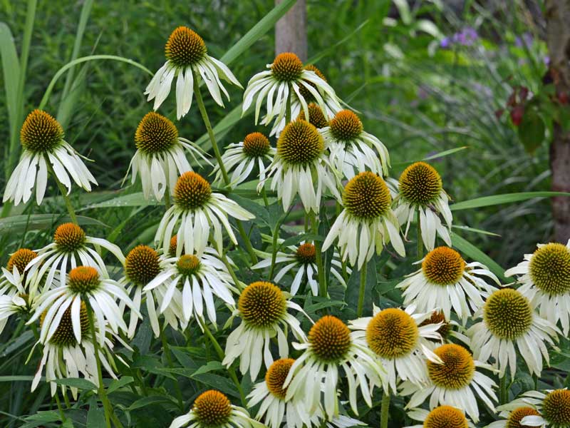Bluetenkoepfe der Echinacea Alba