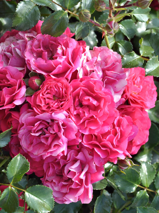 rose-gaertnerfreude5559973212564 Rosen-Stämmchen Gärtnerfreude®/Toscana® - Kordes