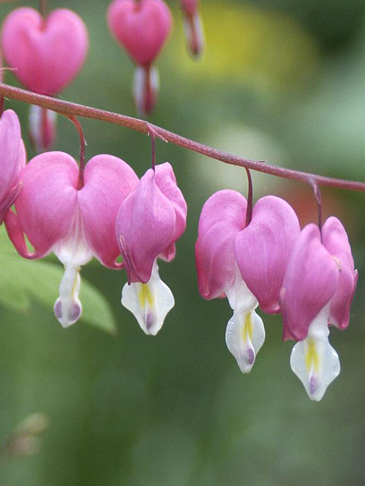 dicentra-spectabilis Dicentra spectabilis (M), Tränendes Herz