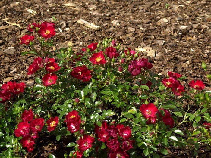 rose-bassino-bluete Rose Bassino Bodendecker