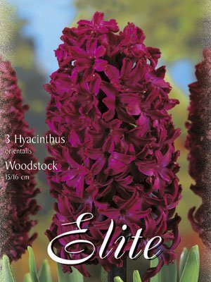 hyacinthus_woodstock_orient Hyazinthe 'Woodstock' (Art.Nr. 595032)