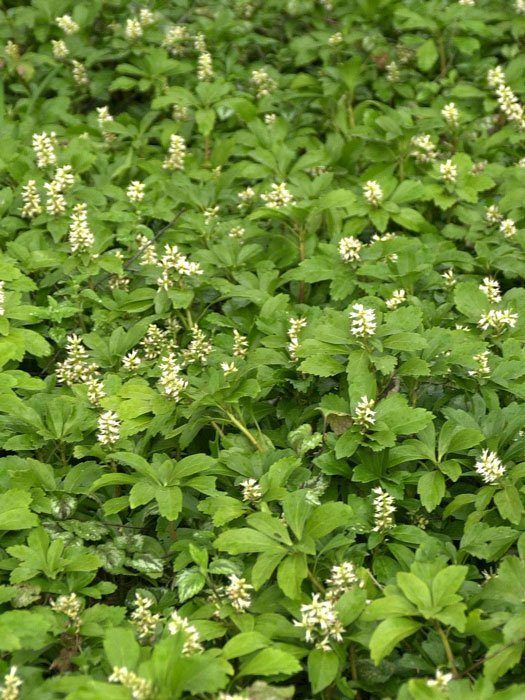 pachysandra-terminalis-blatt Dickmännchen Bodendecker