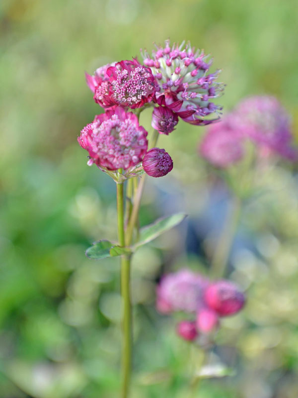 Astrantia major 'Cerise Button' , Sterndolde