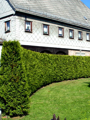 lebensbaum-hecke560265e1b86a8 Hecke Thuja occidentalis