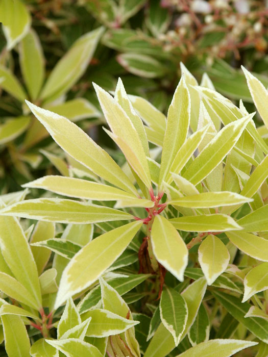 pieris-variegata-blatt Weissbuntes Schattenglöckchen Blatt