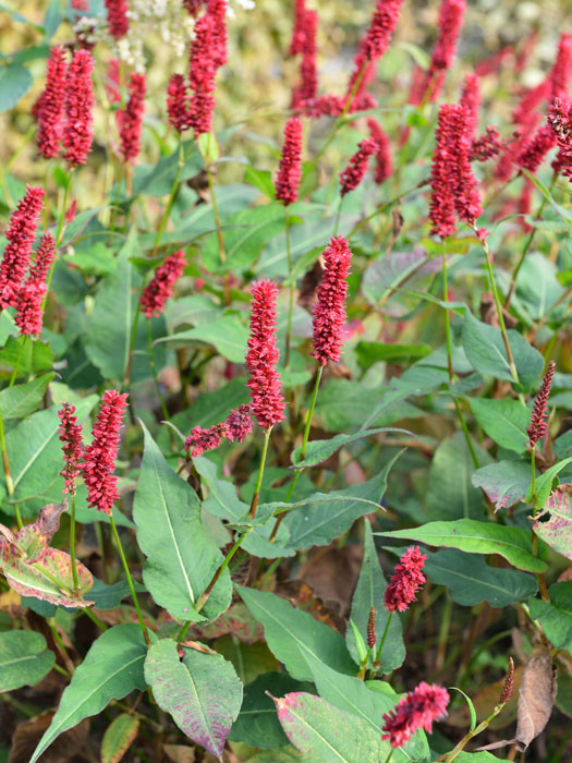 bistorta-blackfield Bistorta (syn. Polygonum) amplexicaule 'Blackfield' (syn. auch Persicaria), Kerzenknöterich, Wiesenknöterich