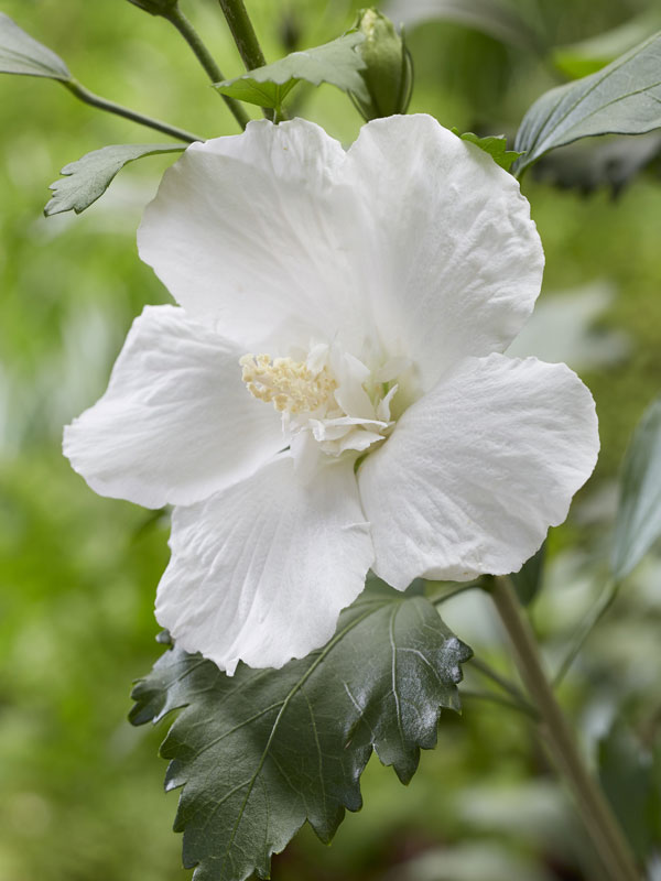 Nahaufnahme von Hibiskus 'Flower Tower White' Nahaufnahme einer weißen Säulen-Hibiskus Blüte