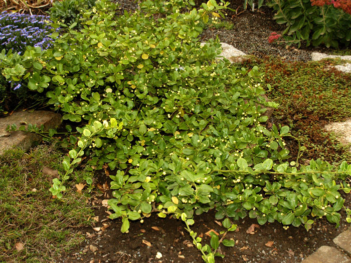 immergruene-kriechspindel Die immergrüne Kriechspindel als Bodendecker