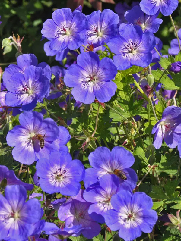 Porträt Geranium Rozanne Portraetaufnahme des Geranium Rozanne