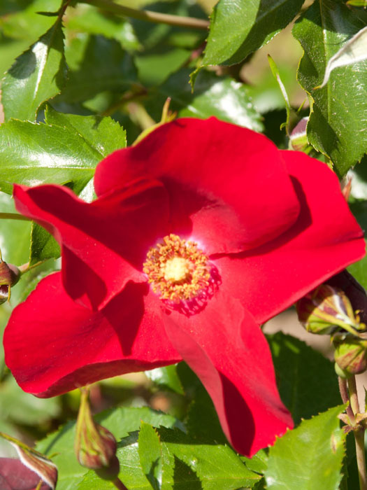 rose-apache-einzelbluete Blühende Rose Apache