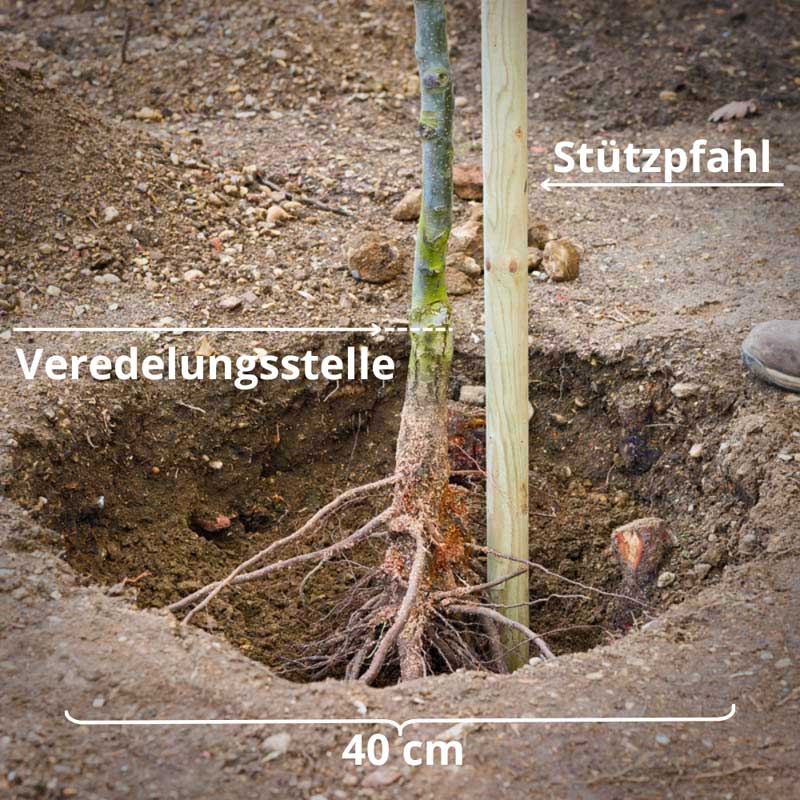 Schaubild Pflanzung eines Obstbaumes