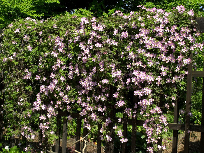 clematis-tetrarose Dichte Begrünung mit der Clematis 'Tetrarose'