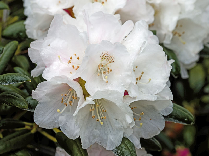 Bluete des Rhododendron Koichiro Wada