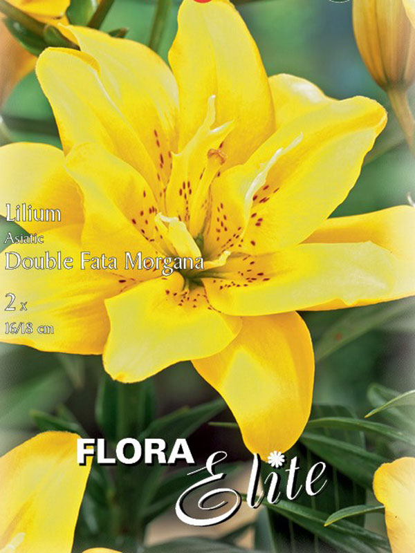 Gefüllte Asiatische Lilien-Hybride 'Fata Morgana'