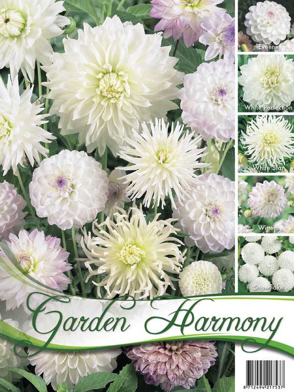 Garden Harmony Sortiment Dahlien in weiß