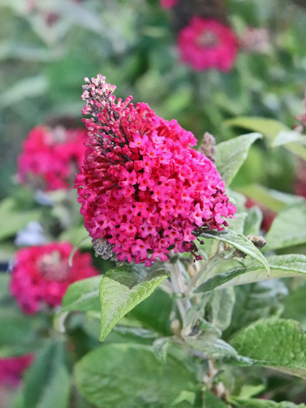 Nahaufnahme der Blüte des Zwergflieders Butterfly Candy Little Ruby